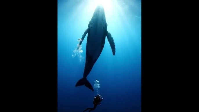 我是特种兵高清下载 - 深蓝星球：探索海洋深处的未知世界